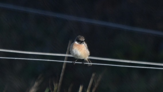 European Stonechat - ML647258243