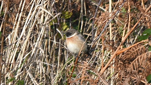 European Stonechat - ML647258244