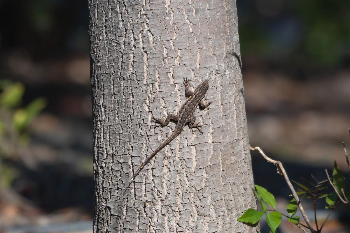 Western Fence Lizard - ML647258253