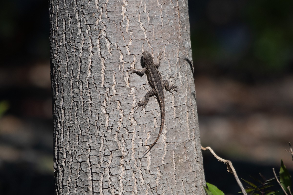 Western Fence Lizard - ML647258254