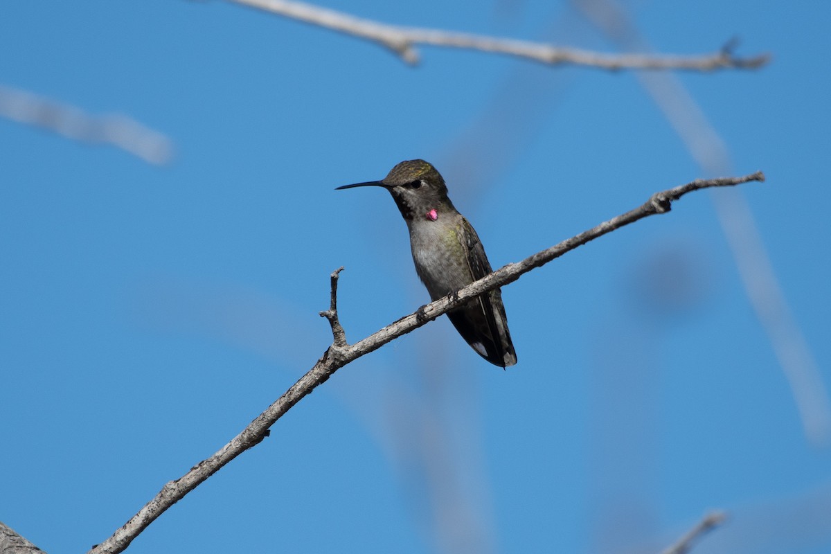 Anna's Hummingbird - ML647258271