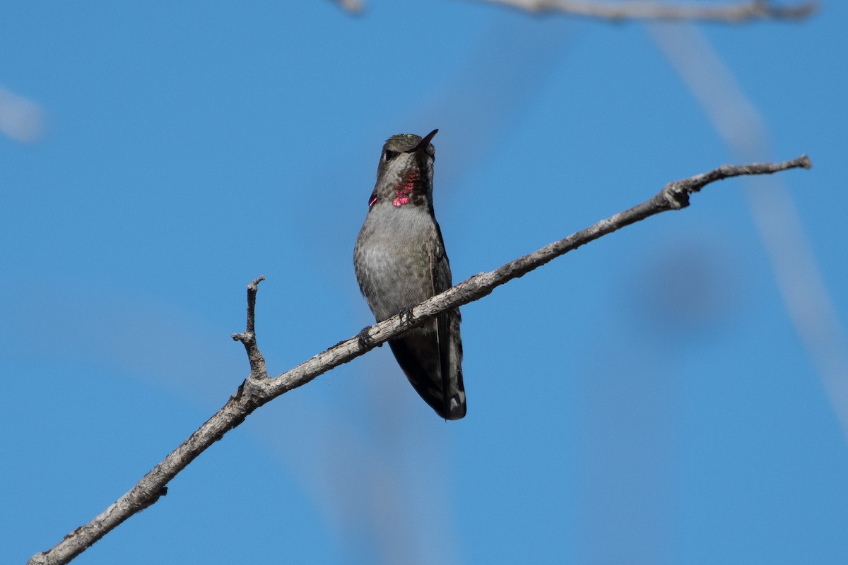 Anna's Hummingbird - ML647258272