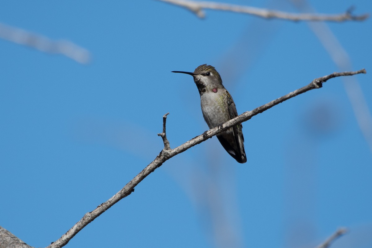 Anna's Hummingbird - ML647258273