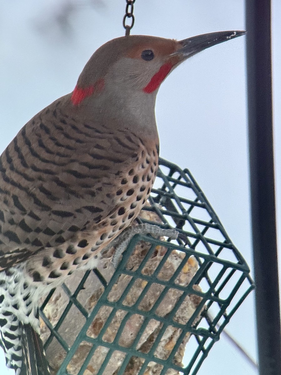 Northern Flicker (Yellow-shafted x Red-shafted) - ML647258283