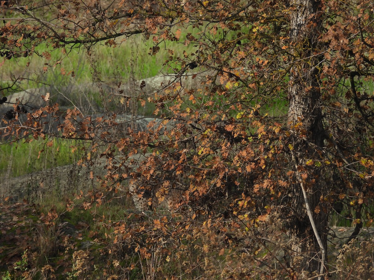 Western Bobcat - ML647258284