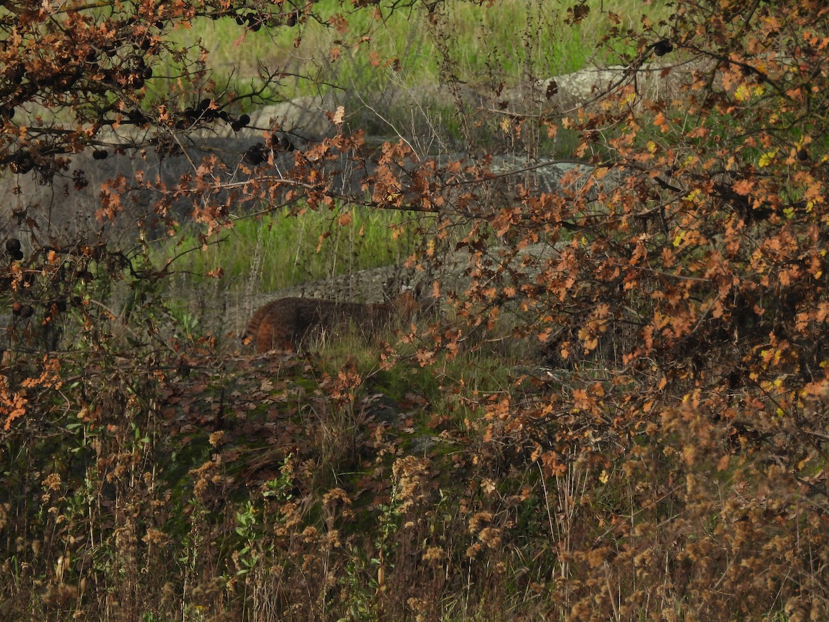 Western Bobcat - ML647258285