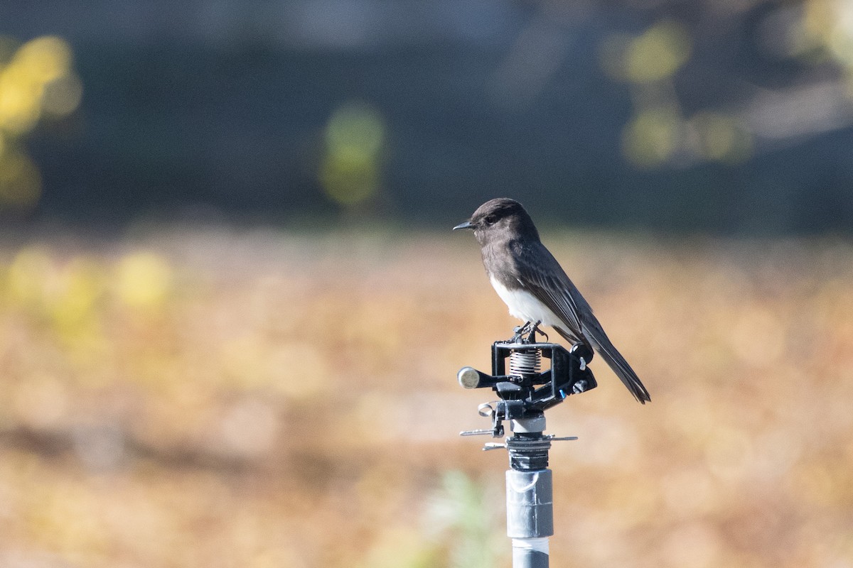 Black Phoebe - ML647258290