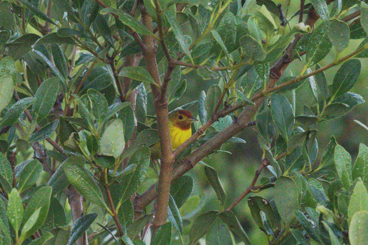 Mangrove Yellow Warbler - ML647258291