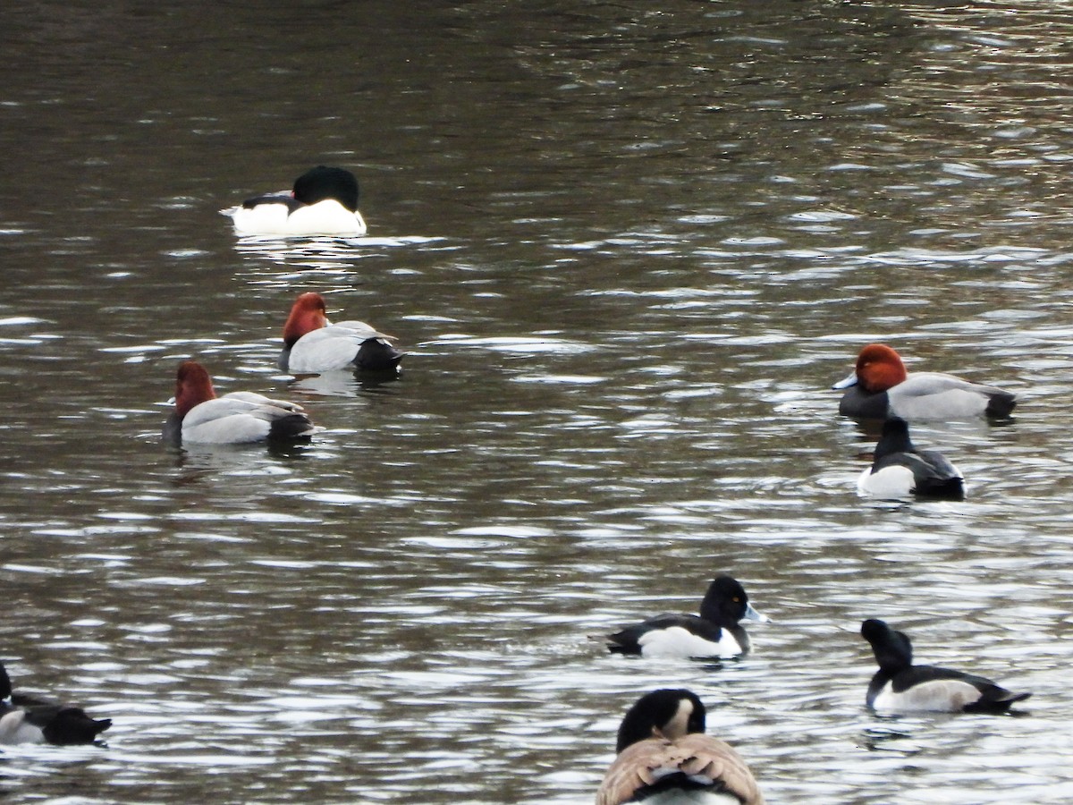 Redhead - ML647258292