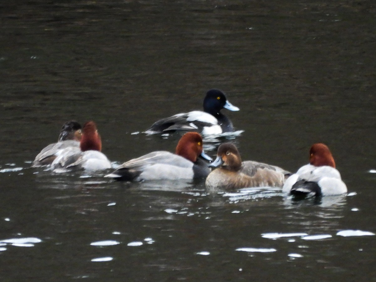 Redhead - ML647258293