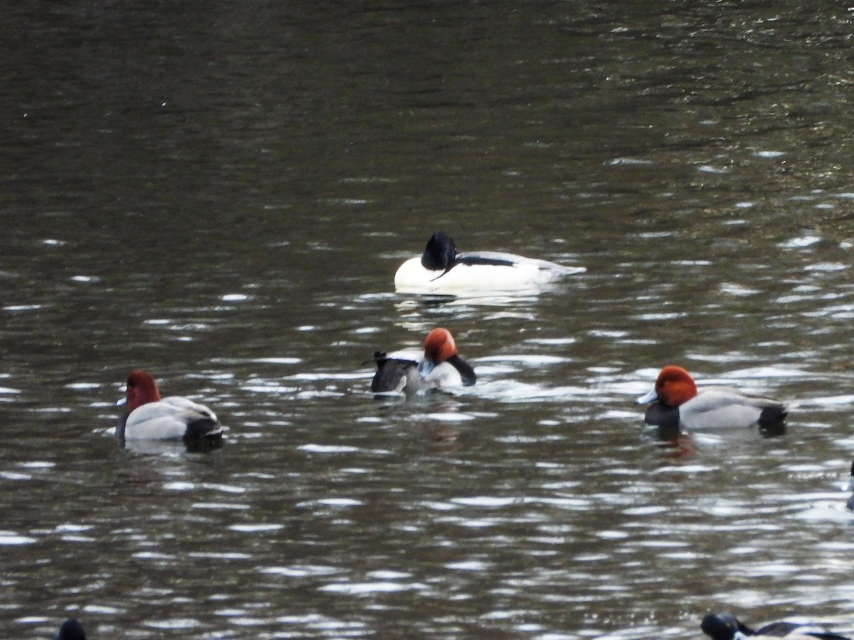 Redhead - ML647258294