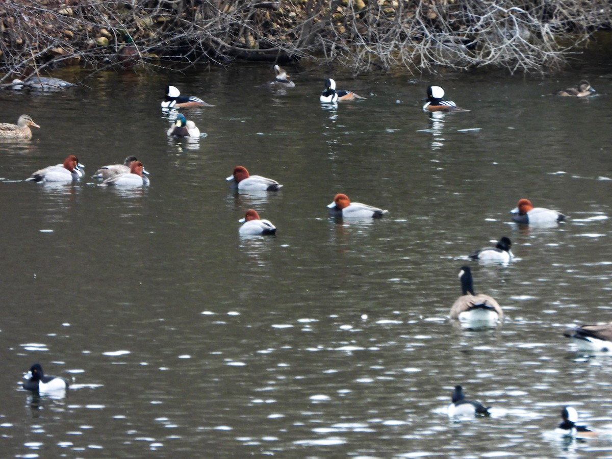 Redhead - ML647258295