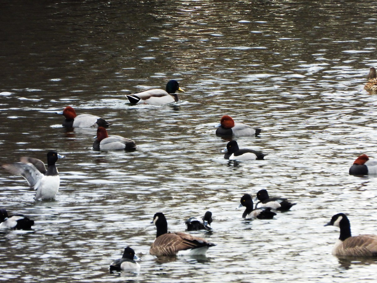 Redhead - ML647258296