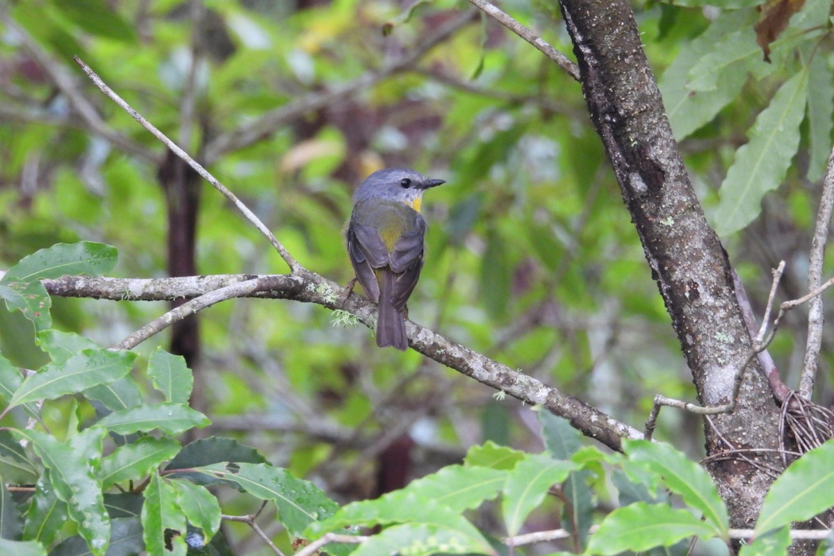 Eastern Yellow Robin - ML647258297