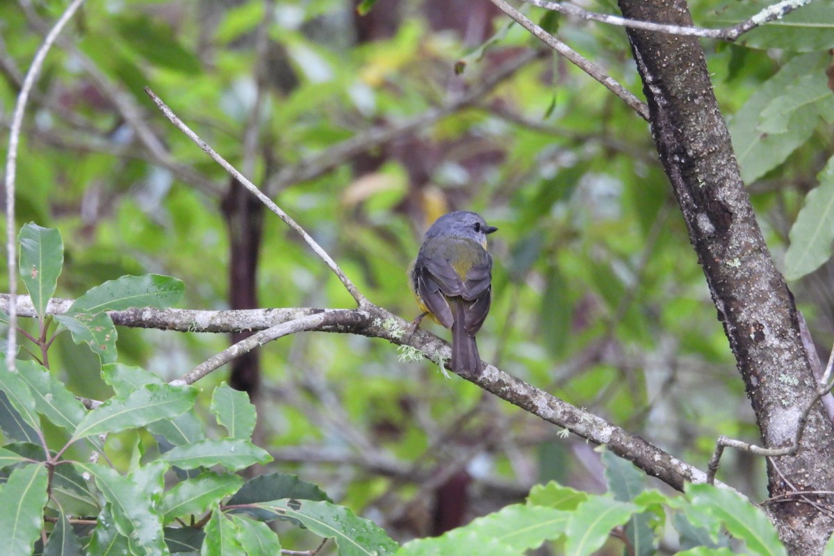 Eastern Yellow Robin - ML647258298