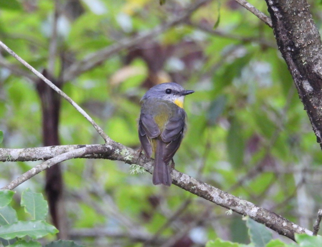Eastern Yellow Robin - ML647258299