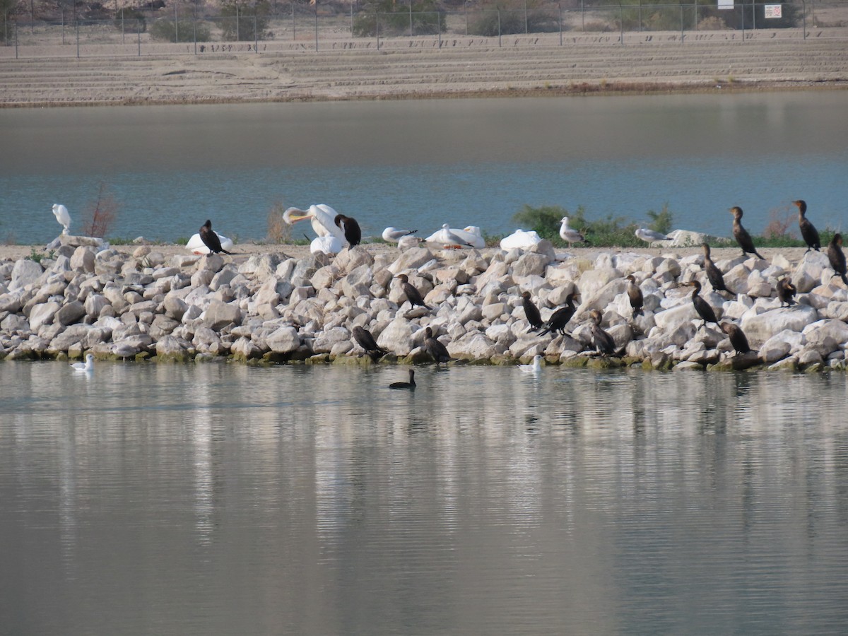 American White Pelican - ML647258300