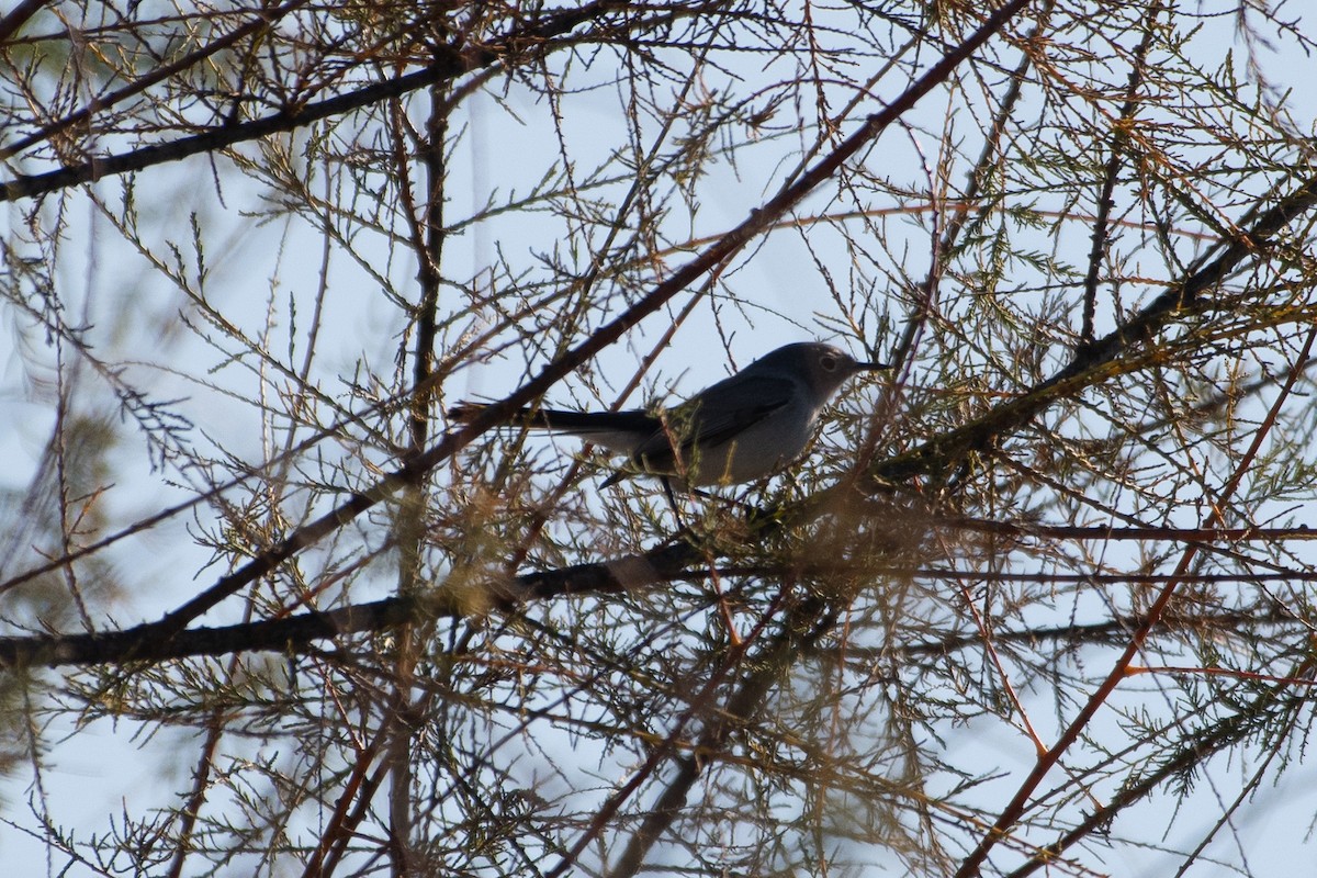 Blue-gray Gnatcatcher - ML647258301