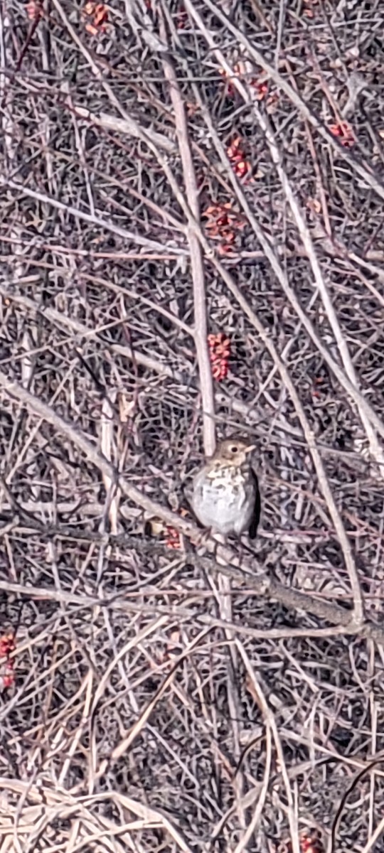 Hermit Thrush - ML647258302