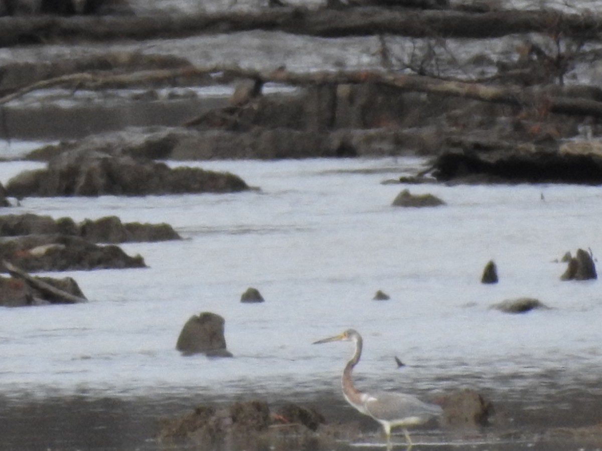 Tricolored Heron - ML647258304