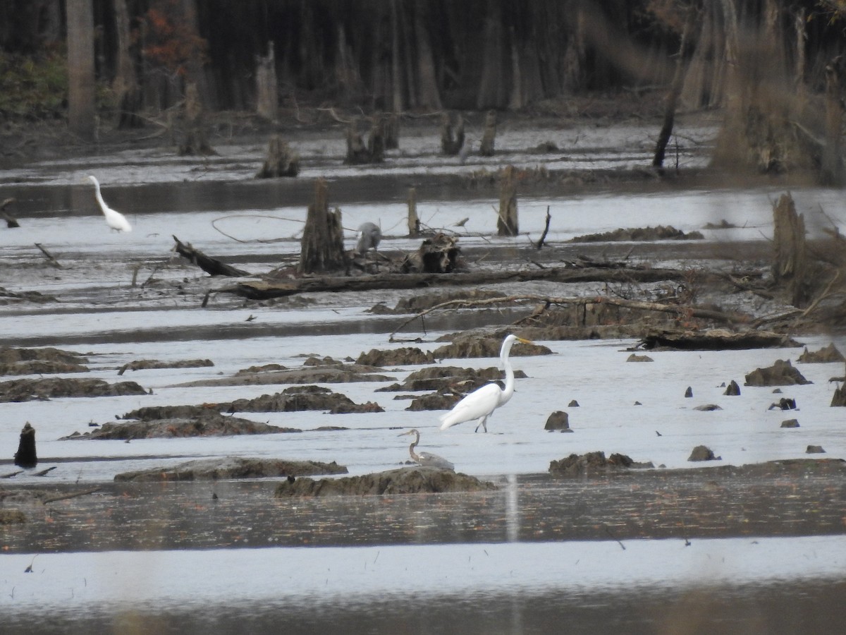Tricolored Heron - ML647258305