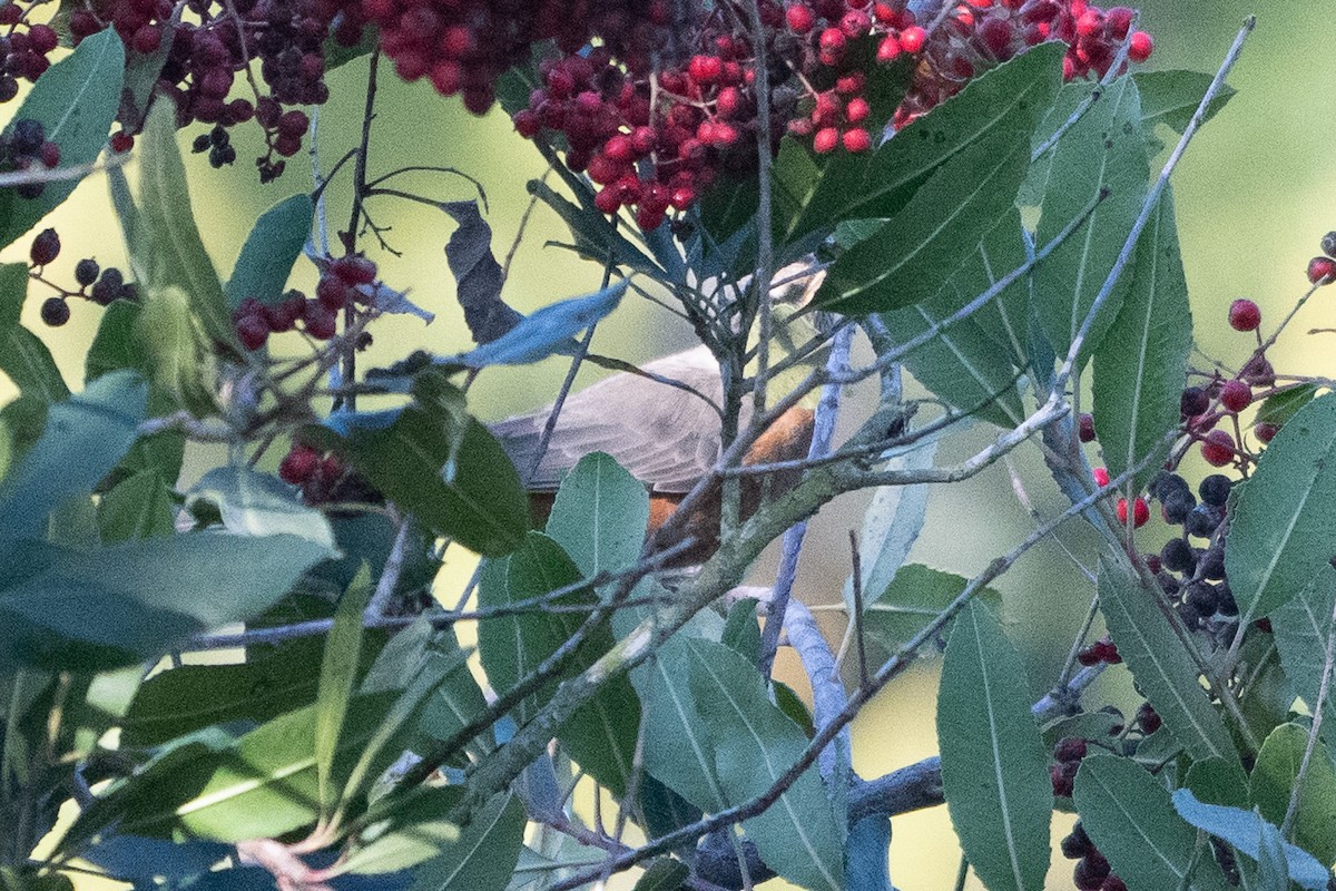 American Robin - ML647258306