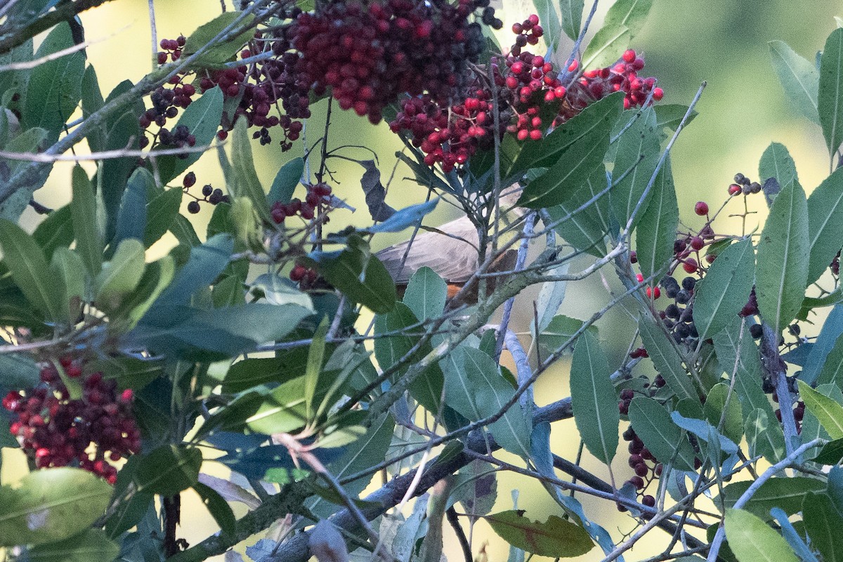 American Robin - ML647258307