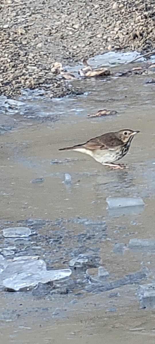 Hermit Thrush - ML647258312