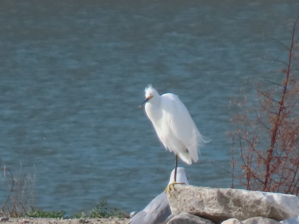 Snowy Egret - ML647258313