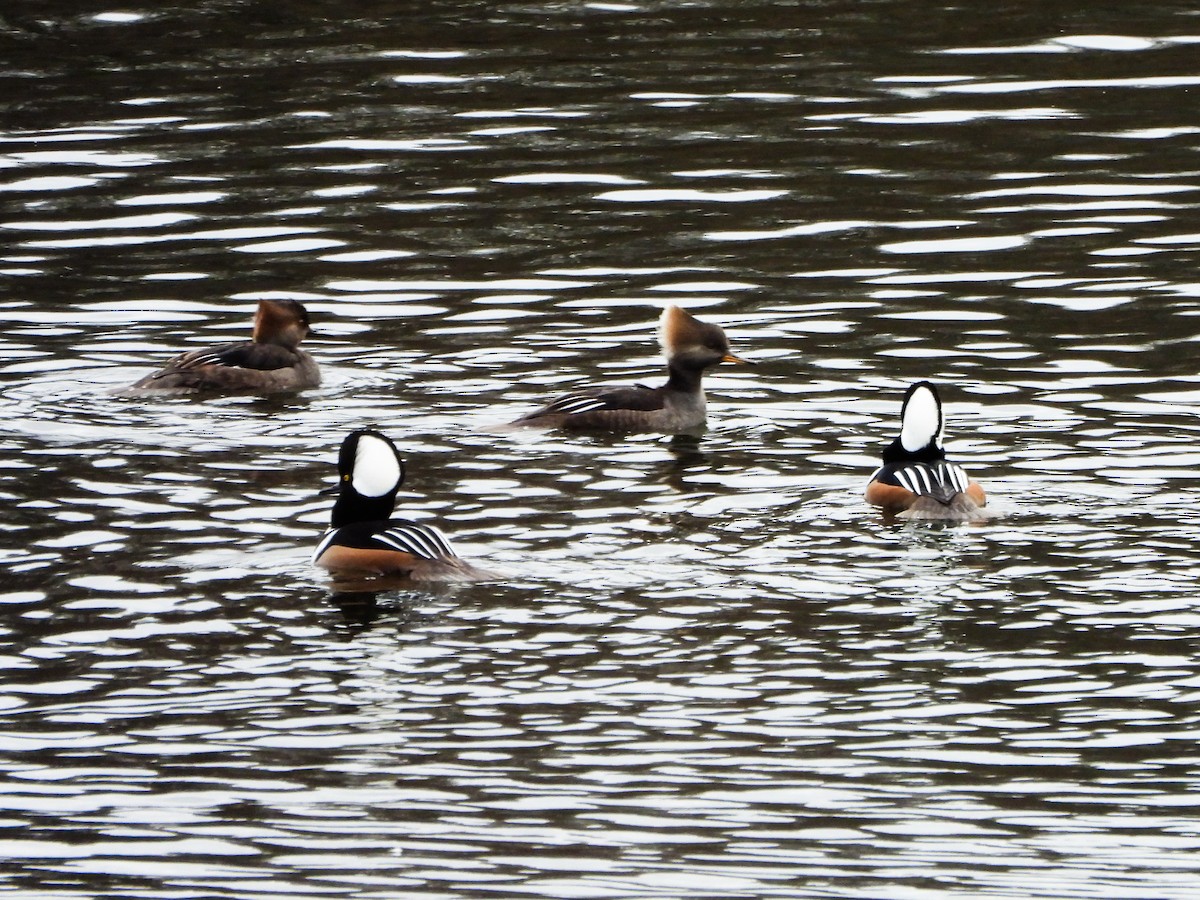 Hooded Merganser - ML647258314