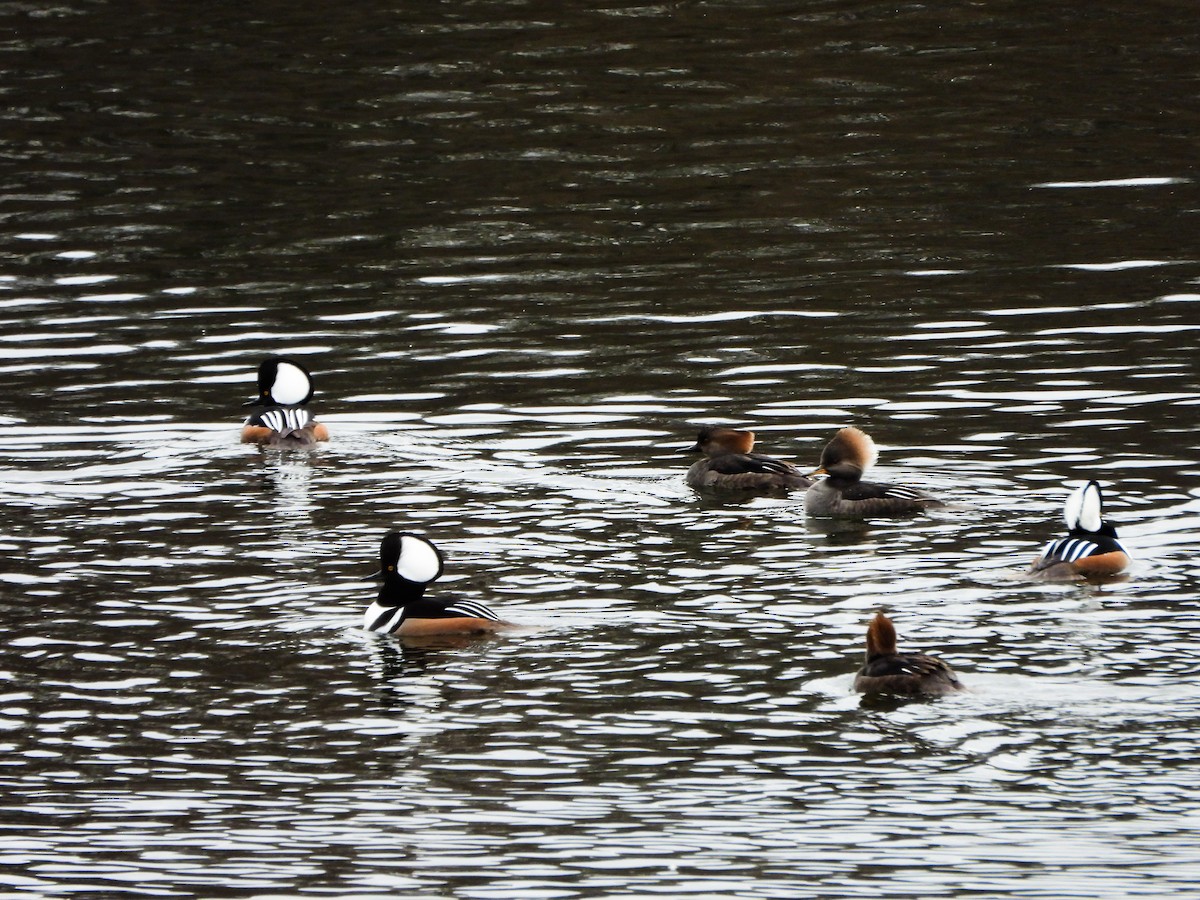 Hooded Merganser - ML647258315