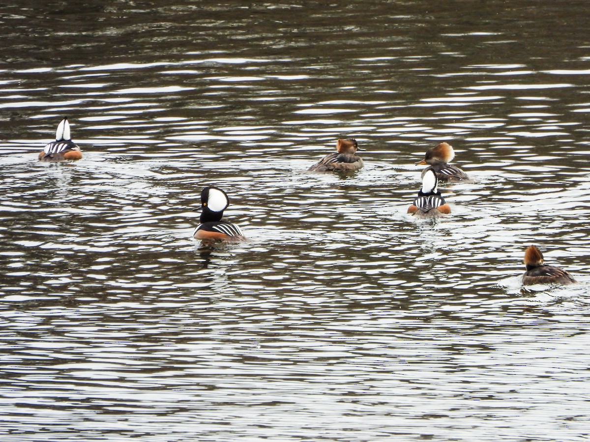Hooded Merganser - ML647258316