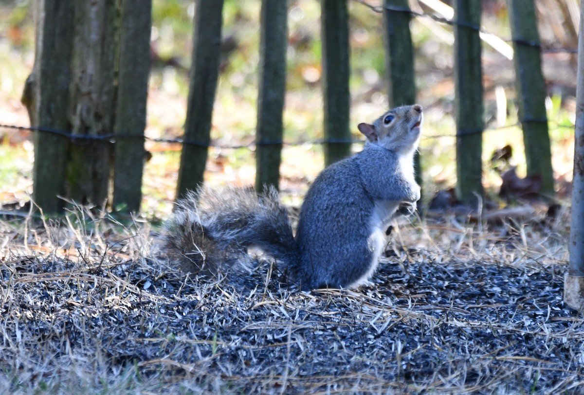 動物界 - ML647258317