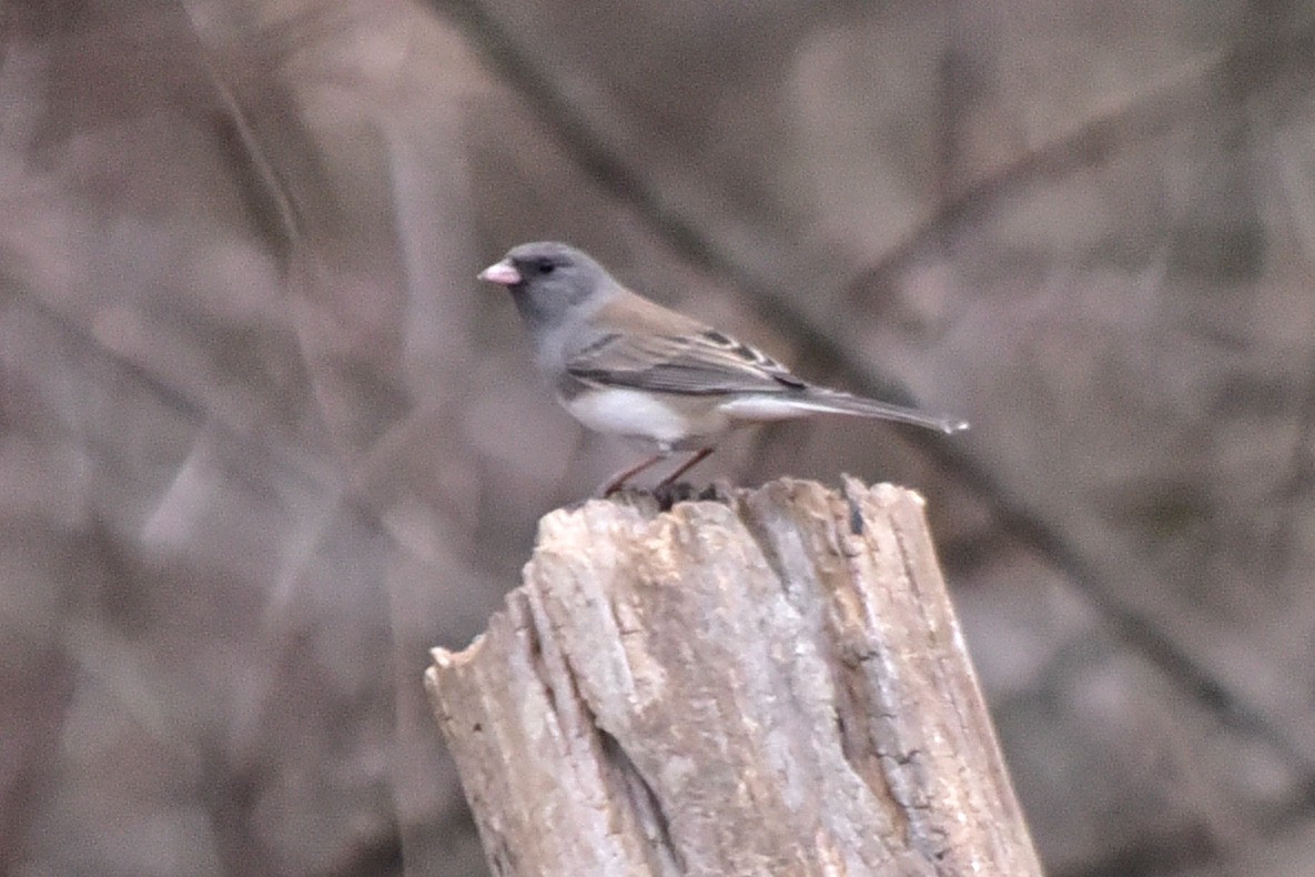 Dark-eyed Junco - ML647258318