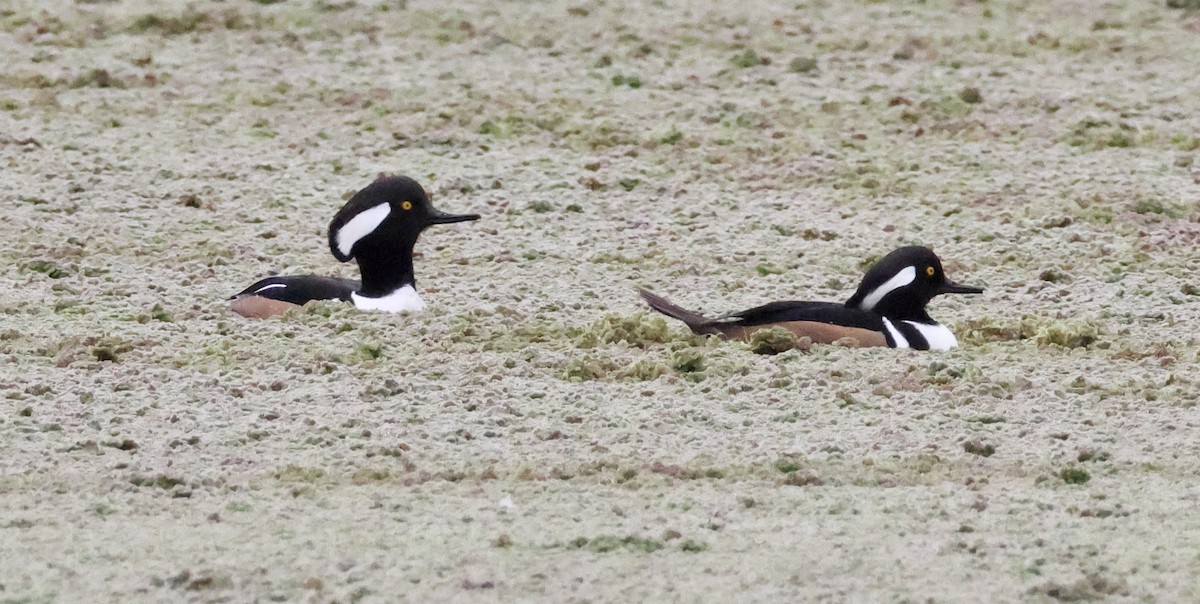 Hooded Merganser - ML647258319