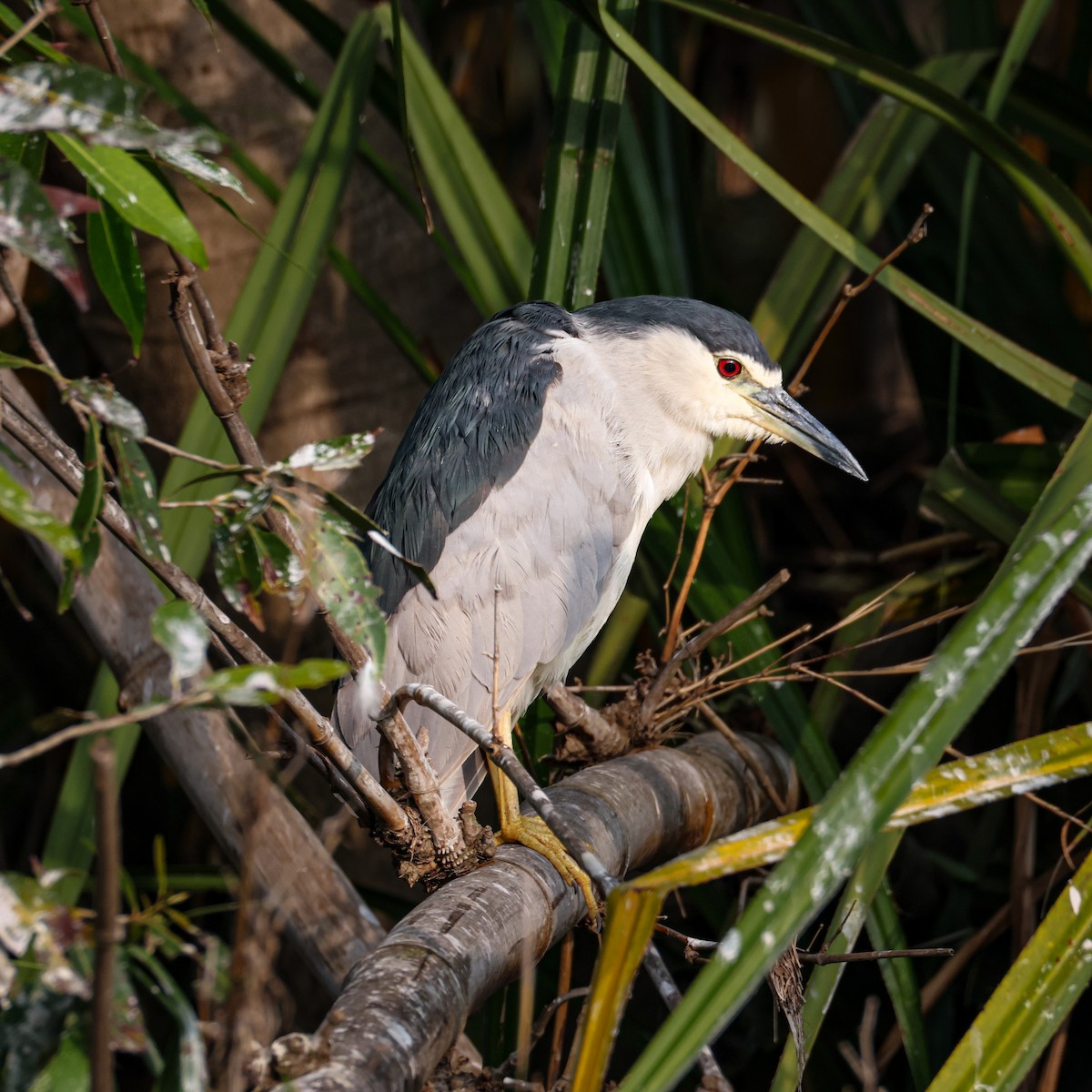 夜鷺 - ML647258320