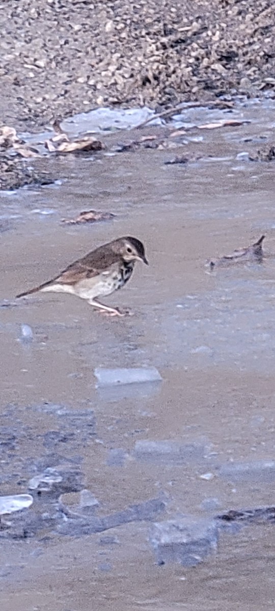 Hermit Thrush - ML647258321