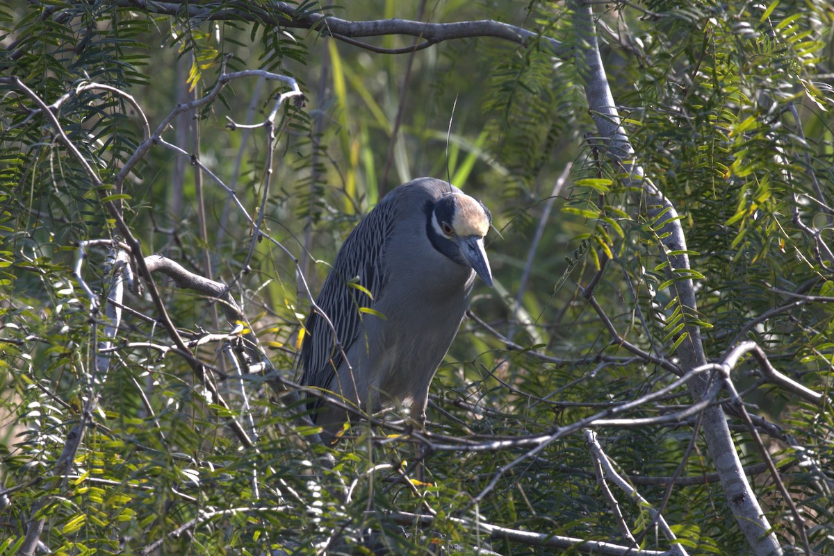 Yellow-crowned Night Heron - ML647258322