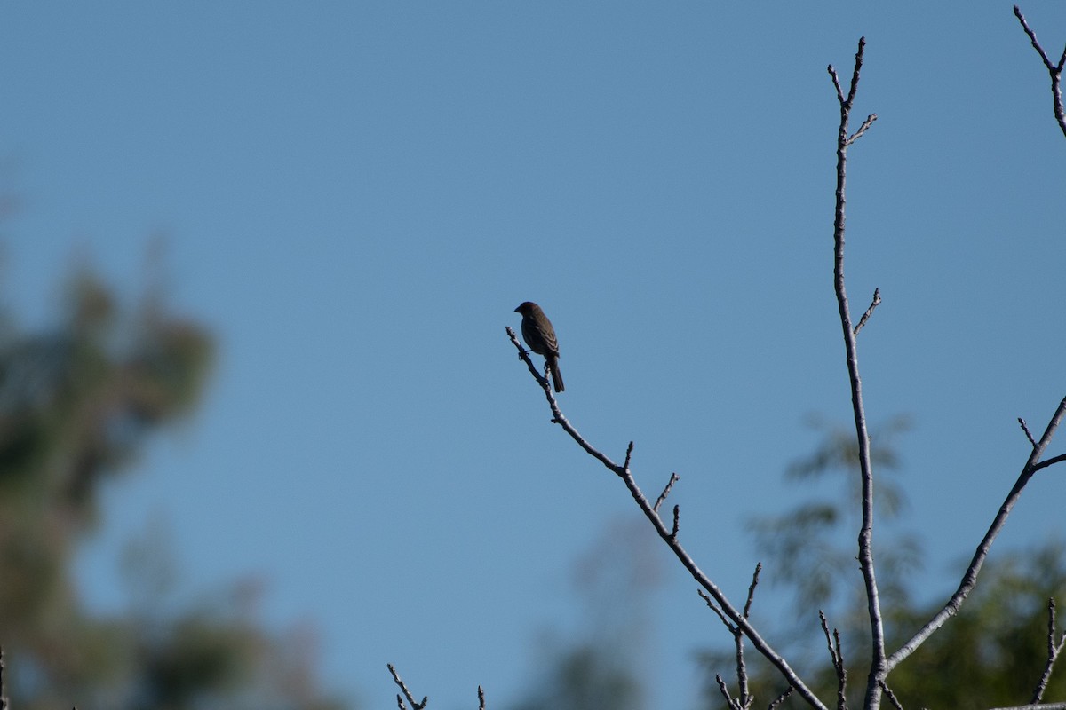 House Finch - ML647258323