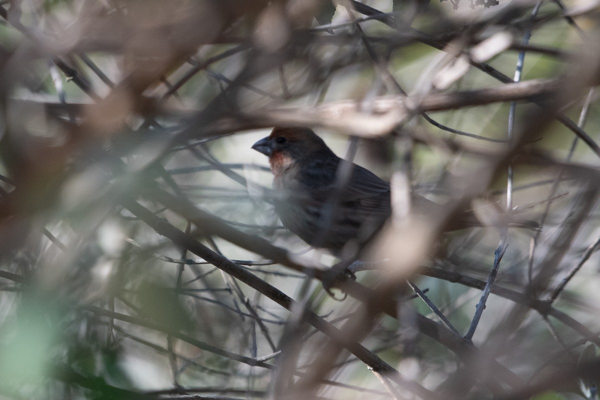 House Finch - ML647258324