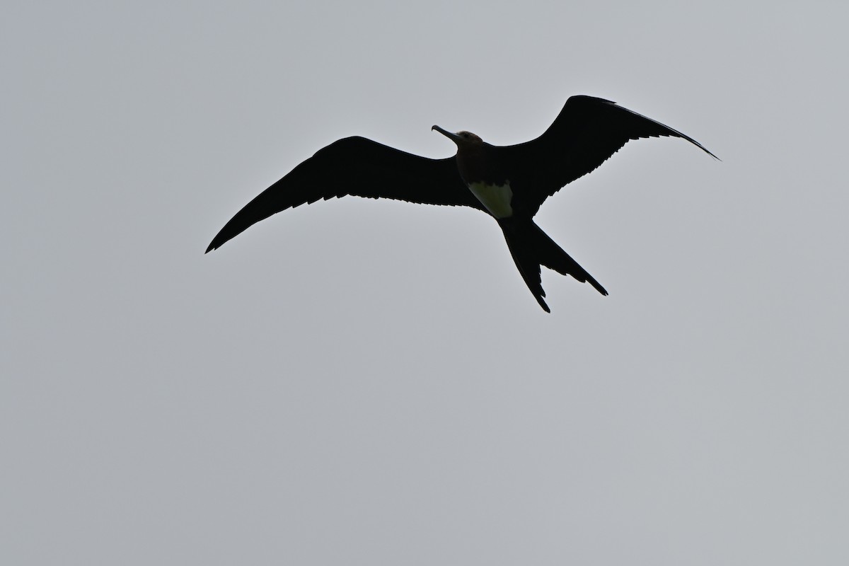 פריגט גדול - ML647258326