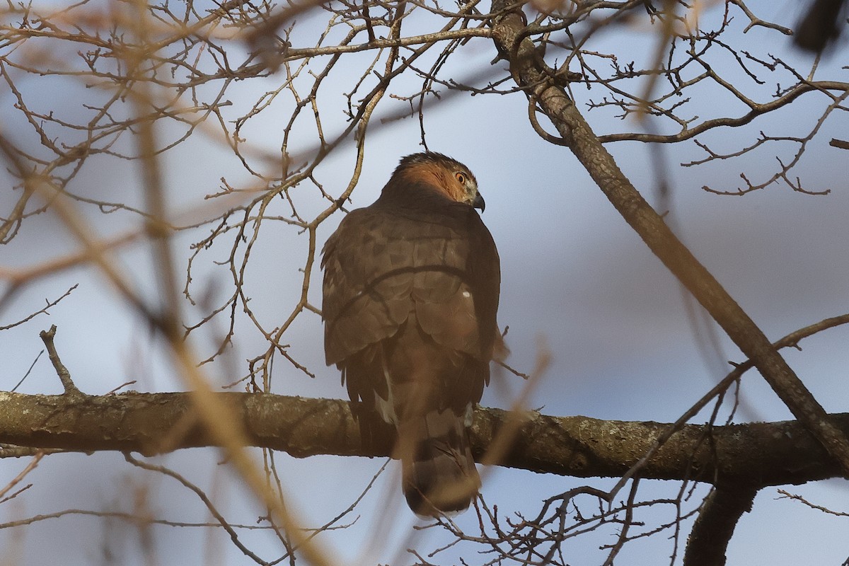 Cooper's Hawk - ML647258327