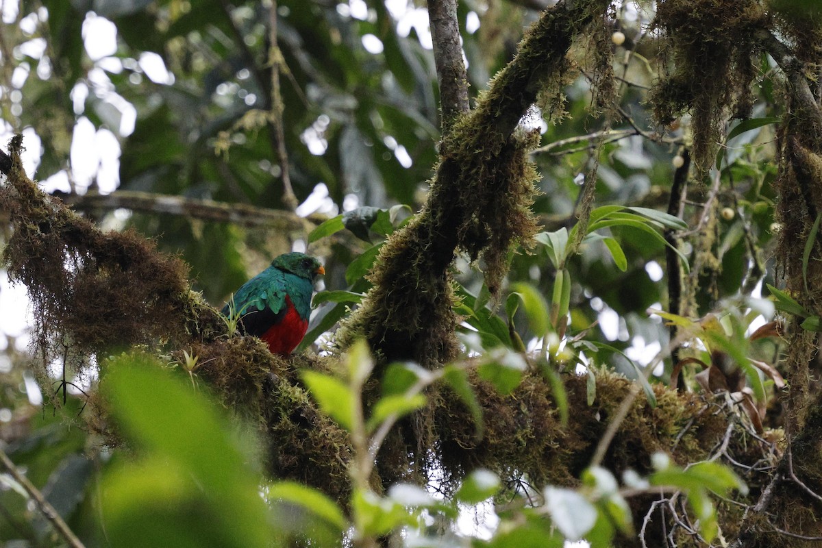 Quetzal doré - ML647258331