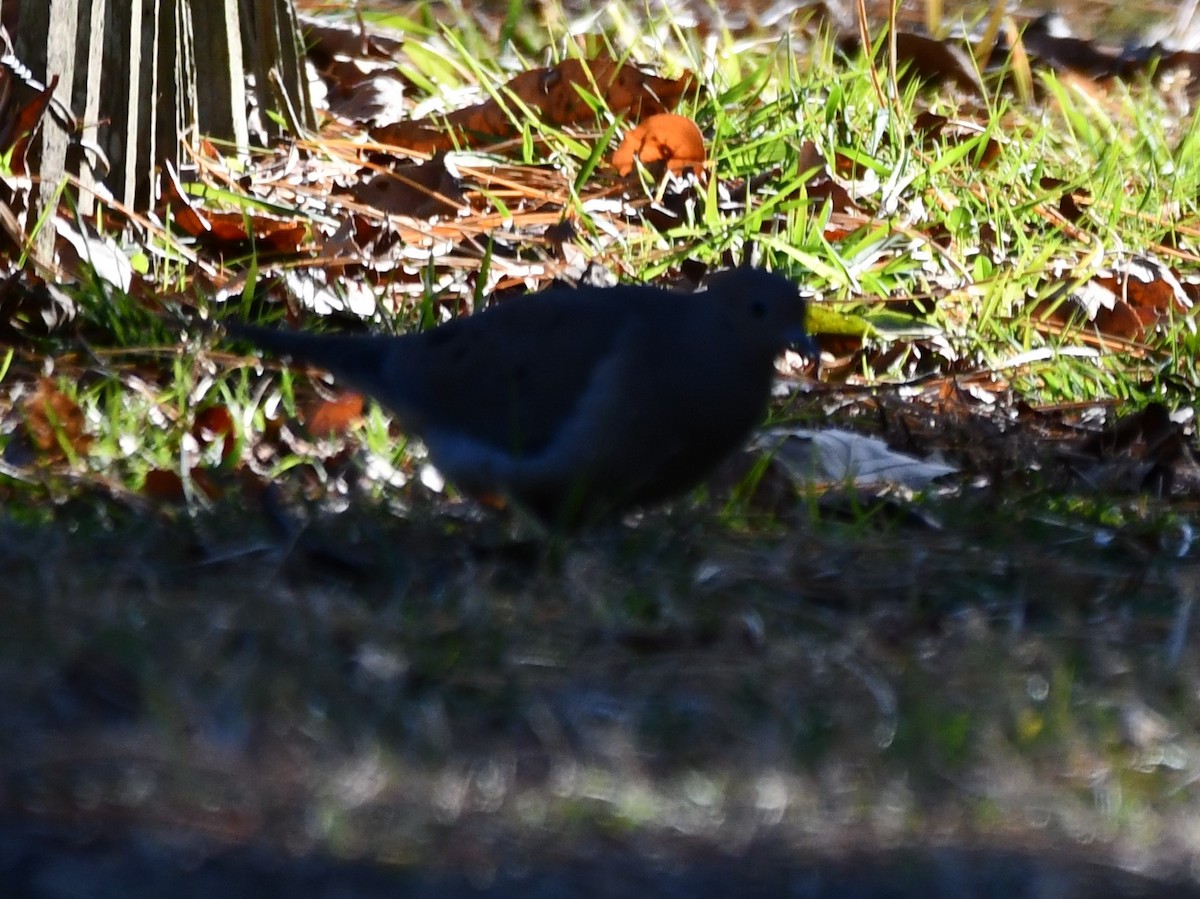 Mourning Dove - ML647258332