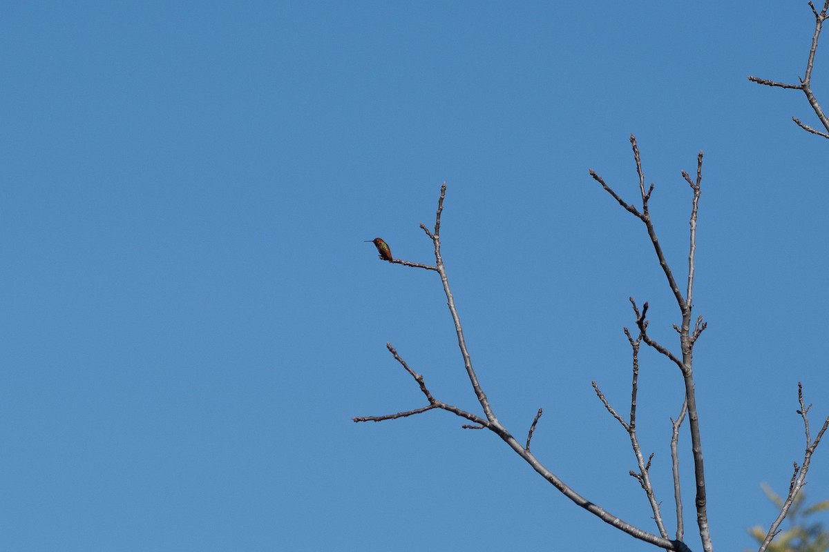 Allen's Hummingbird - ML647258334