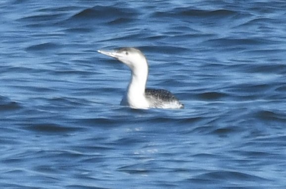 Common Loon - ML647258341