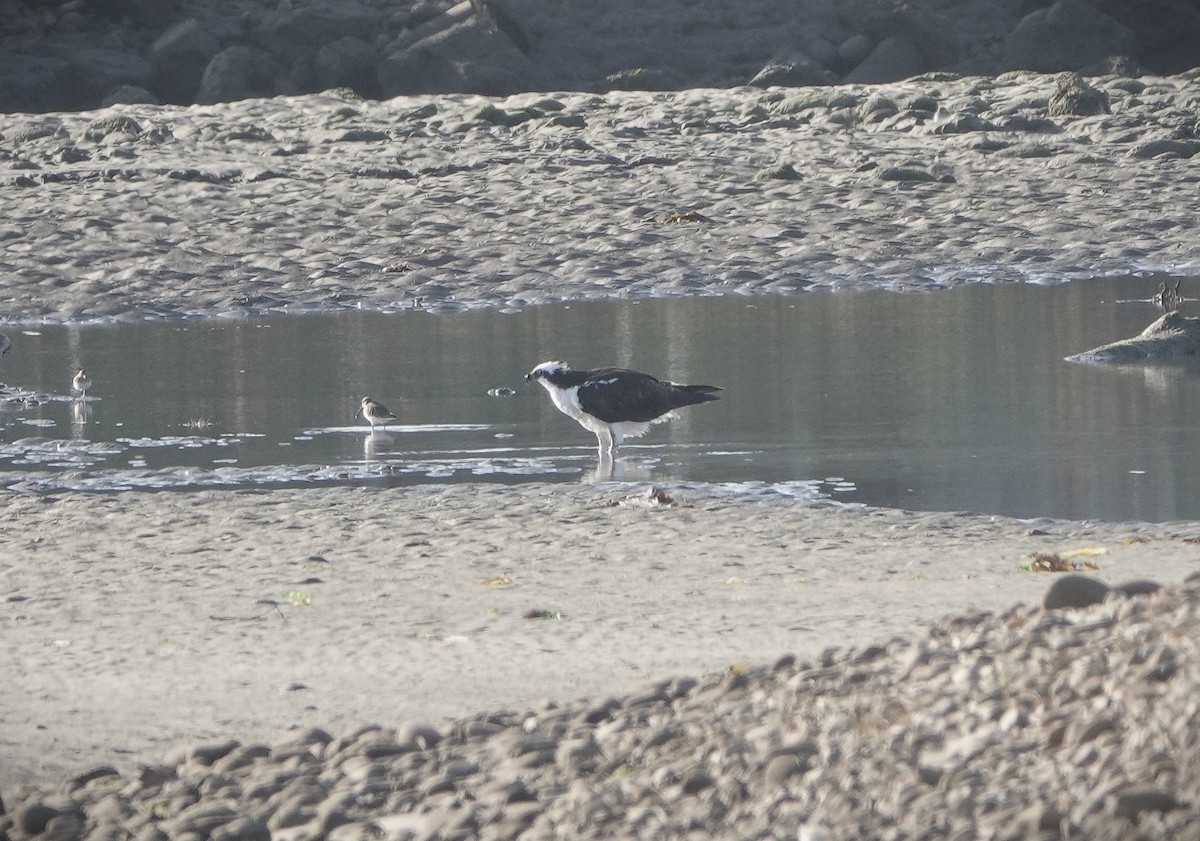 Osprey - ML647258347