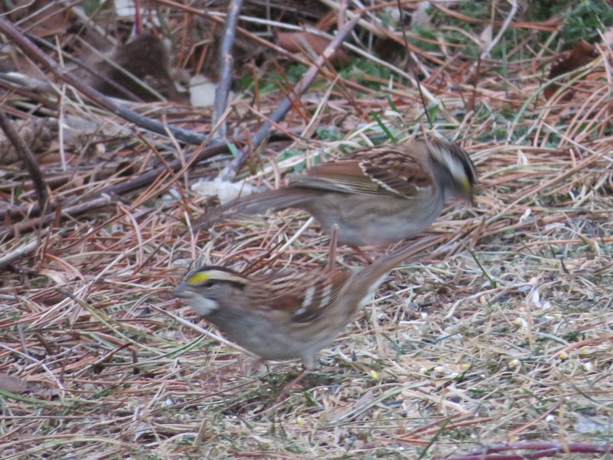 strnadec bělohrdlý - ML647258348