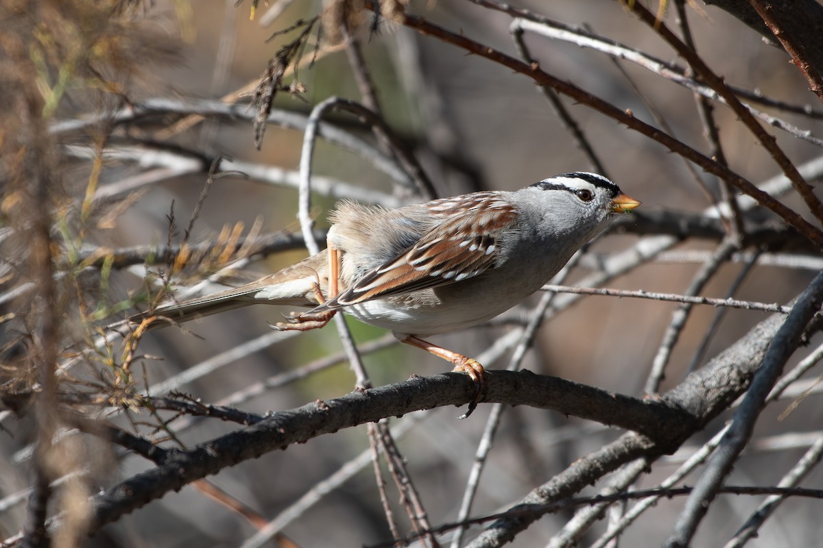 White-crowned Sparrow - ML647258350