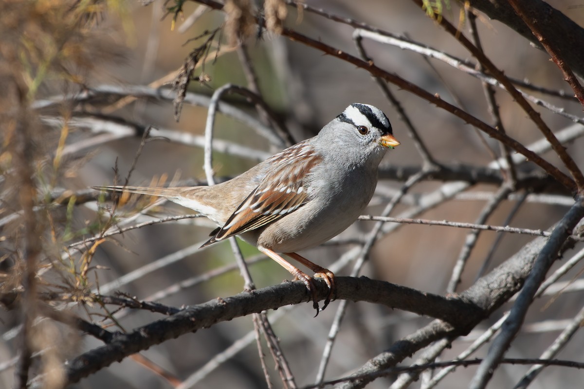 White-crowned Sparrow - ML647258351